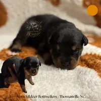 Spurr, a male Rottweiler for sale in High Point, NC – 1 of 6