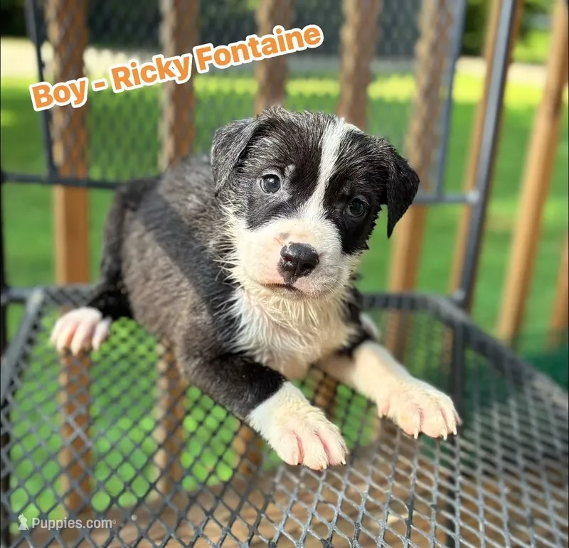 Ricky – American Bulldog, American Pit Bull Terrier puppy for sale in High Point, NC