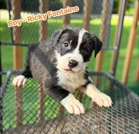 Ricky, a female American Bulldog and American Pit Bull Terrier for sale in High Point, NC – 1 of 1