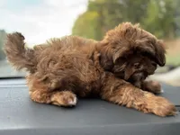 Beverly, a female Shih Tzu for sale in High Point, NC – 1 of 4