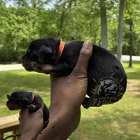 Spurr, a male Rottweiler for sale in High Point, NC – 2 of 6