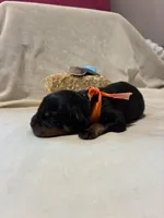 Spurr, a male Rottweiler for sale in High Point, NC – Photo 4 of 8