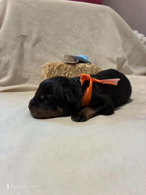 Spurr – Rottweiler puppy for sale in High Point, NC