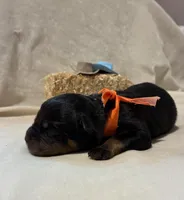 Spurr, a male Rottweiler for sale in High Point, NC – Photo 3 of 8