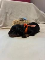 Spurr, a male Rottweiler for sale in High Point, NC – Photo 2 of 8