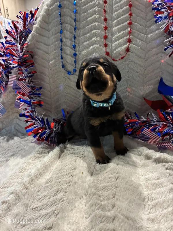Tex – Rottweiler puppy for sale in High Point, NC
