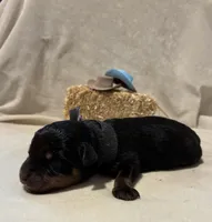 Tex, a male Rottweiler for sale in High Point, NC – Photo 2 of 7