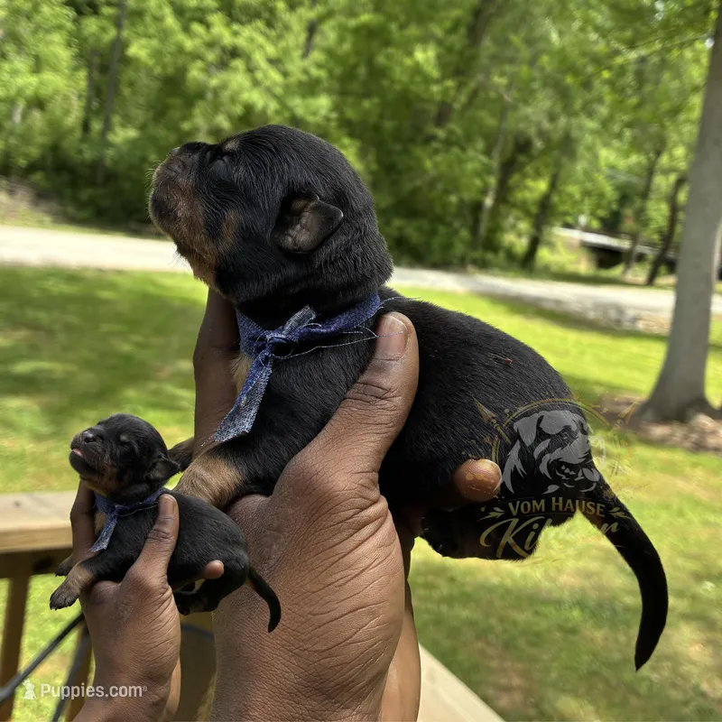 Tex – Rottweiler puppy for sale in High Point, NC