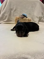 Tex, a male Rottweiler for sale in High Point, NC – Photo 3 of 7