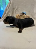 Tex, a male Rottweiler for sale in High Point, NC – Photo 1 of 7