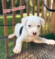 Rocker, a female American Bulldog and American Pit Bull Terrier for sale in High Point, NC – 1 of 1
