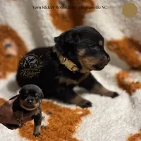 Scout , a male Rottweiler for sale in High Point, NC – 1 of 6