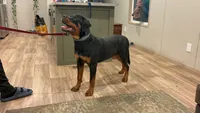 Ariel , a female Rottweiler for sale in High Point, NC – 2 of 6