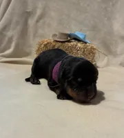 Dottie, a female Rottweiler for sale in High Point, NC – Photo 2 of 7