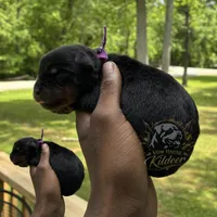 Dottie, a female Rottweiler for sale in High Point, NC – 2 of 6