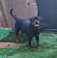 Dottie, a female Rottweiler for sale in High Point, NC – Photo 6 of 7