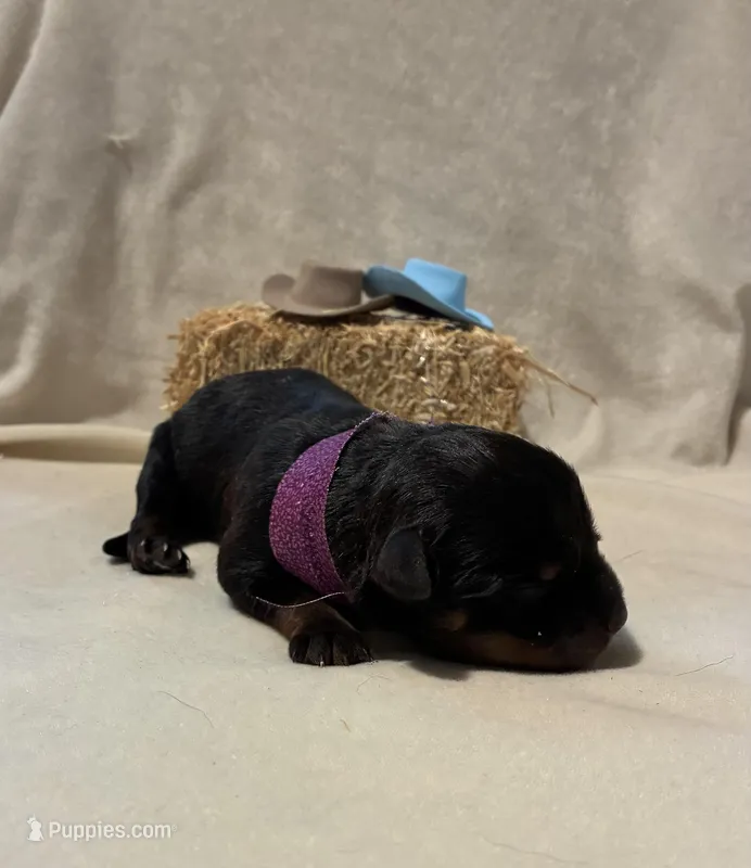 Dottie – Rottweiler puppy for sale in High Point, NC
