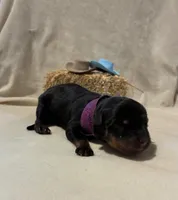 Dottie, a female Rottweiler for sale in High Point, NC – Photo 3 of 7