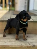 Tex, a male Rottweiler for sale in High Point, NC – 1 of 8