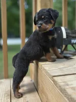 Ranger , a male Rottweiler for sale in High Point, NC – 1 of 8
