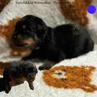 Ranger , a male Rottweiler for sale in High Point, NC – 1 of 6