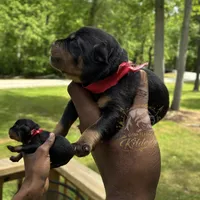 Boone, a male Rottweiler for sale in High Point, NC – 2 of 7