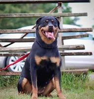 Boone, a male Rottweiler for sale in High Point, NC – Photo 5 of 7