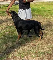 Boone, a male Rottweiler for sale in High Point, NC – Photo 4 of 7