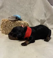 Boone, a male Rottweiler for sale in High Point, NC – Photo 1 of 7