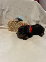 Boone, a male Rottweiler for sale in High Point, NC – Photo 3 of 7