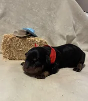 Boone, a male Rottweiler for sale in High Point, NC – Photo 2 of 7