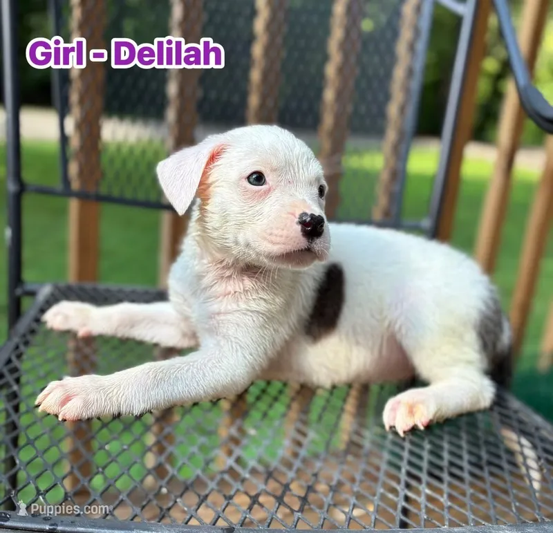 Delilah – American Bulldog, American Pit Bull Terrier puppy for sale in High Point, NC