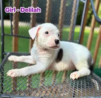 Delilah, a female American Bulldog and American Pit Bull Terrier for sale in High Point, NC – 1 of 1