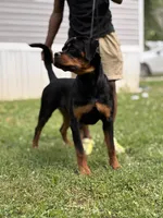 Ariel , a female Rottweiler for sale in High Point, NC – 6 of 6