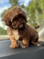 Beverly, a female Shih Tzu for sale in High Point, NC – 2 of 4
