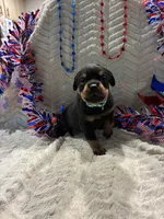 Tex, a male Rottweiler for sale in High Point, NC – 2 of 8