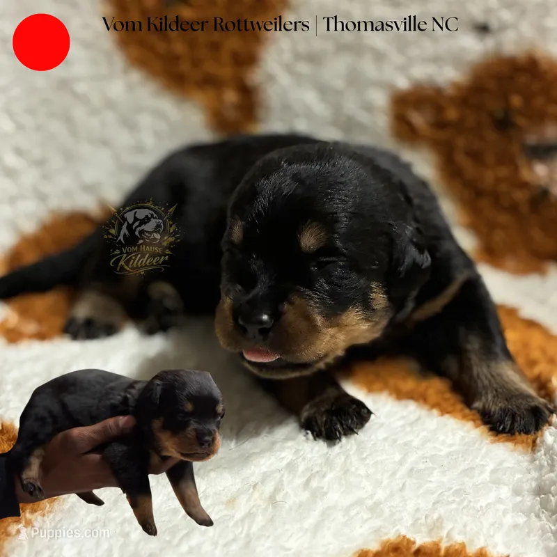 Boone – Rottweiler puppy for sale in High Point, NC