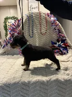 Tex, a male Rottweiler for sale in High Point, NC – 3 of 8
