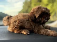 Beverly, a female Shih Tzu for sale in High Point, NC – 4 of 4