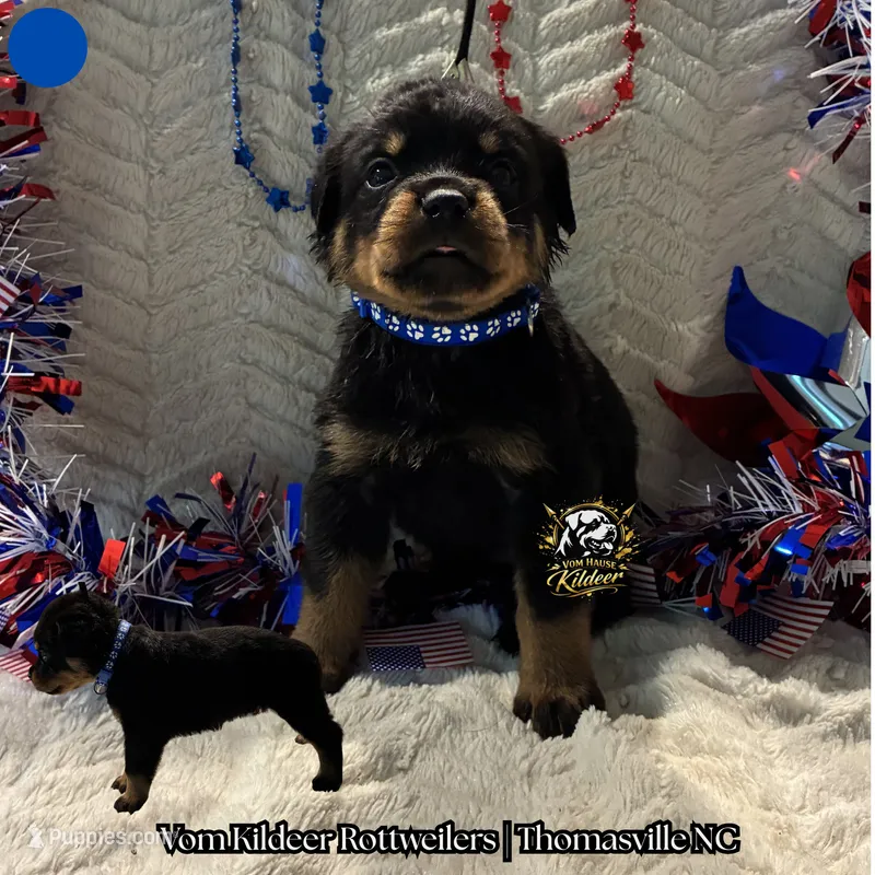 Ranger  – Rottweiler puppy for sale in High Point, NC