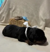 Scout , a male Rottweiler for sale in High Point, NC – Photo 1 of 7