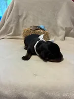 Scout , a male Rottweiler for sale in High Point, NC – Photo 3 of 7