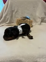 Scout , a male Rottweiler for sale in High Point, NC – Photo 2 of 7