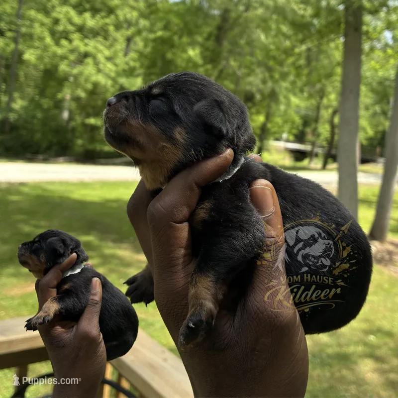Scout  – Rottweiler puppy for sale in High Point, NC