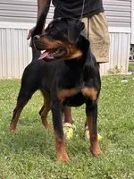 Ariel , a female Rottweiler for sale in High Point, NC – 4 of 6
