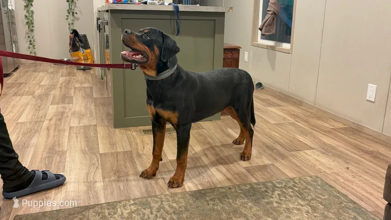 Ariel  – Rottweiler puppy for sale in High Point, NC