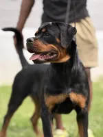 Ariel , a female Rottweiler for sale in High Point, NC – 5 of 6
