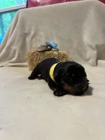 Tilly, a female Rottweiler for sale in High Point, NC – Photo 5 of 8