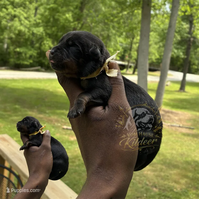 Tilly – Rottweiler puppy for sale in High Point, NC