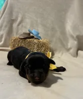 Tilly, a female Rottweiler for sale in High Point, NC – Photo 1 of 8